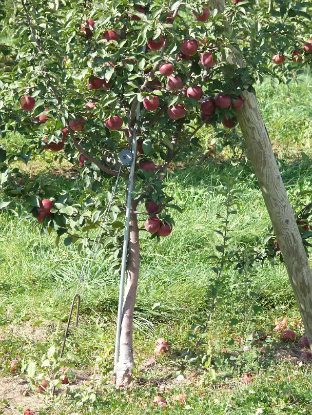 Apple_Orchard_Day-025