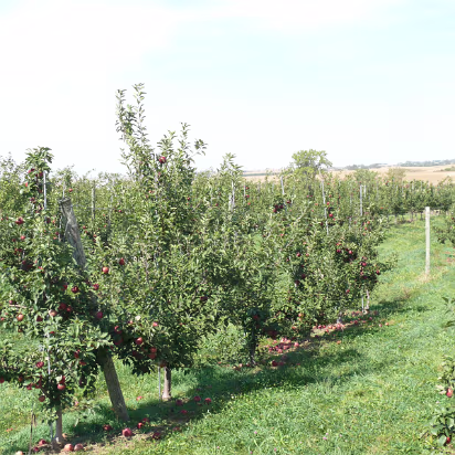 Apple_Orchard_Day-026 The red apple section of the orchard.