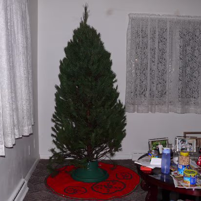 Christmas_2007-004 The tree before it thawed.