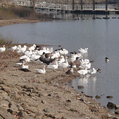 Fall_2008-002 Swans and geese take a rest on their journey south.