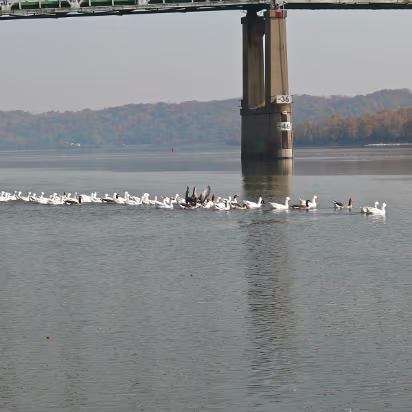 Fall_2008-005 The birds are safely in the water.