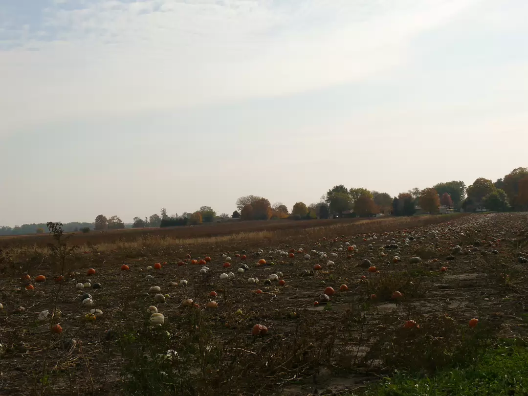 Fall_2008-010