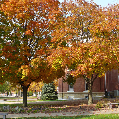 Fall_2008-014 Trees at the Lacon Town Square.