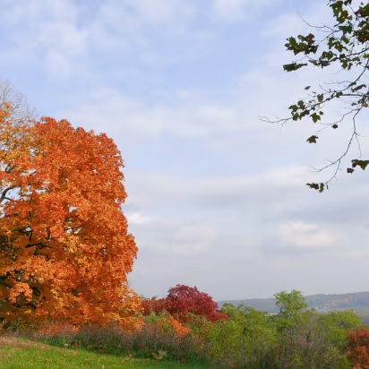 Fall_2008-016 A tree at the peak of color.
