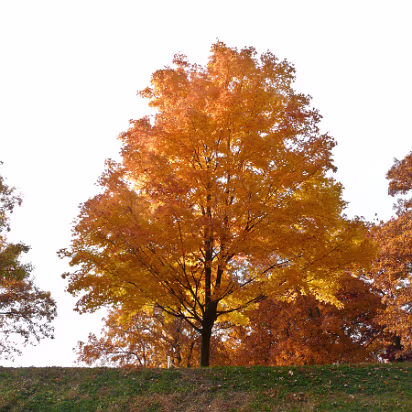 Fall_2008-017 A stunning beauty stands alone.