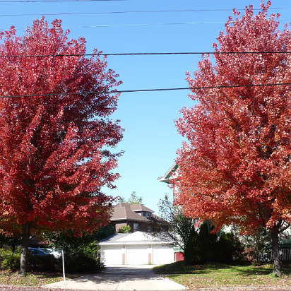 Fall_Color-002 A pair of brilliant maples.