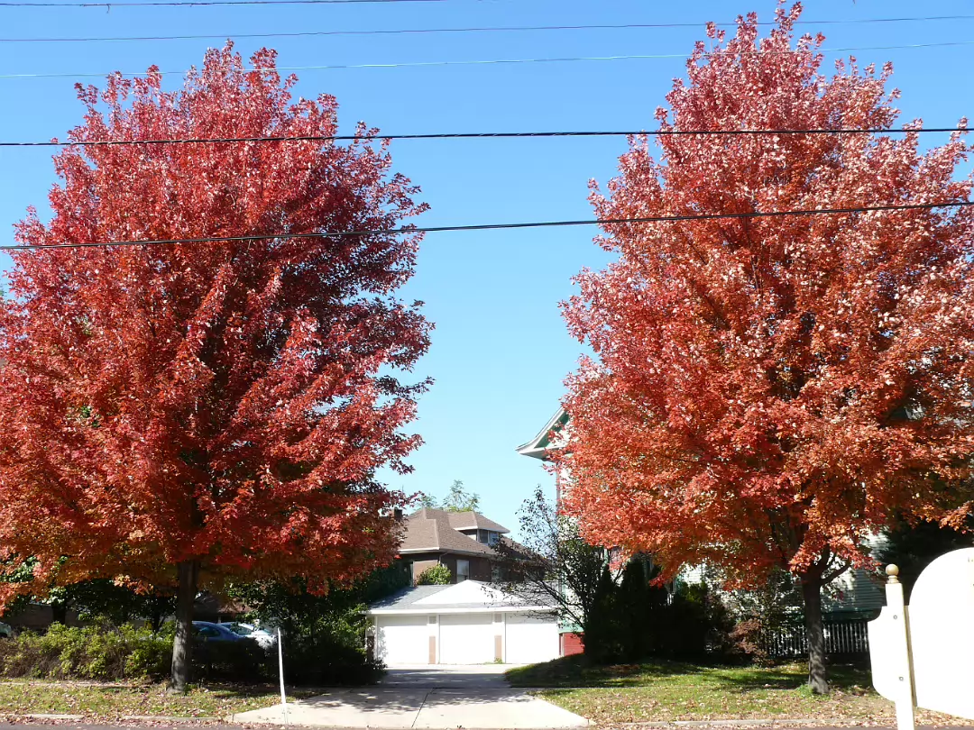 Fall_Color-002