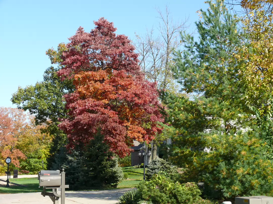 Fall_Color-027