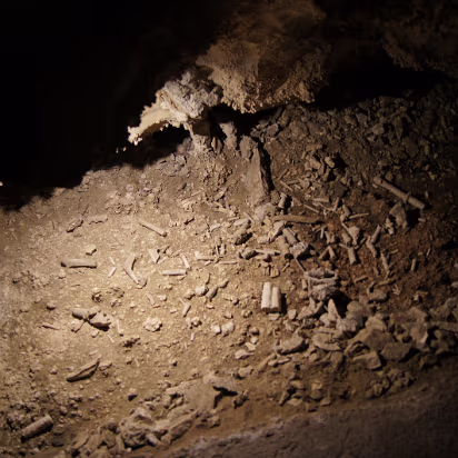 Great_Basin_NP-014 Packrats have carried things into this den for 1000s of years. Makes a good spot for archaeologists.