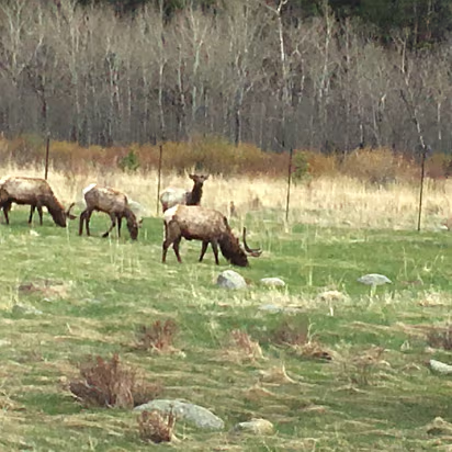Rocky_Mountain_NP-009 Mule deer are everywhere. This is actually in Estes Park, CO.