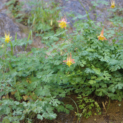 Zion_NP-024 Columbine, Utah's signature flower