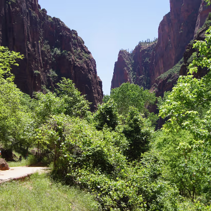 Zion_NP-034 This is why Zion exiists, trees in a desert.