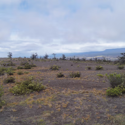 Hawaii-017 How lava is reclaimed by vegetation.