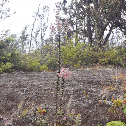 Hawaii-029 This plant only flowers once every 10 years, then dies.