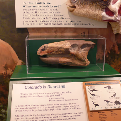 Colorado-025 Dinosaur skull in the visitor center. Can you find the teeth?