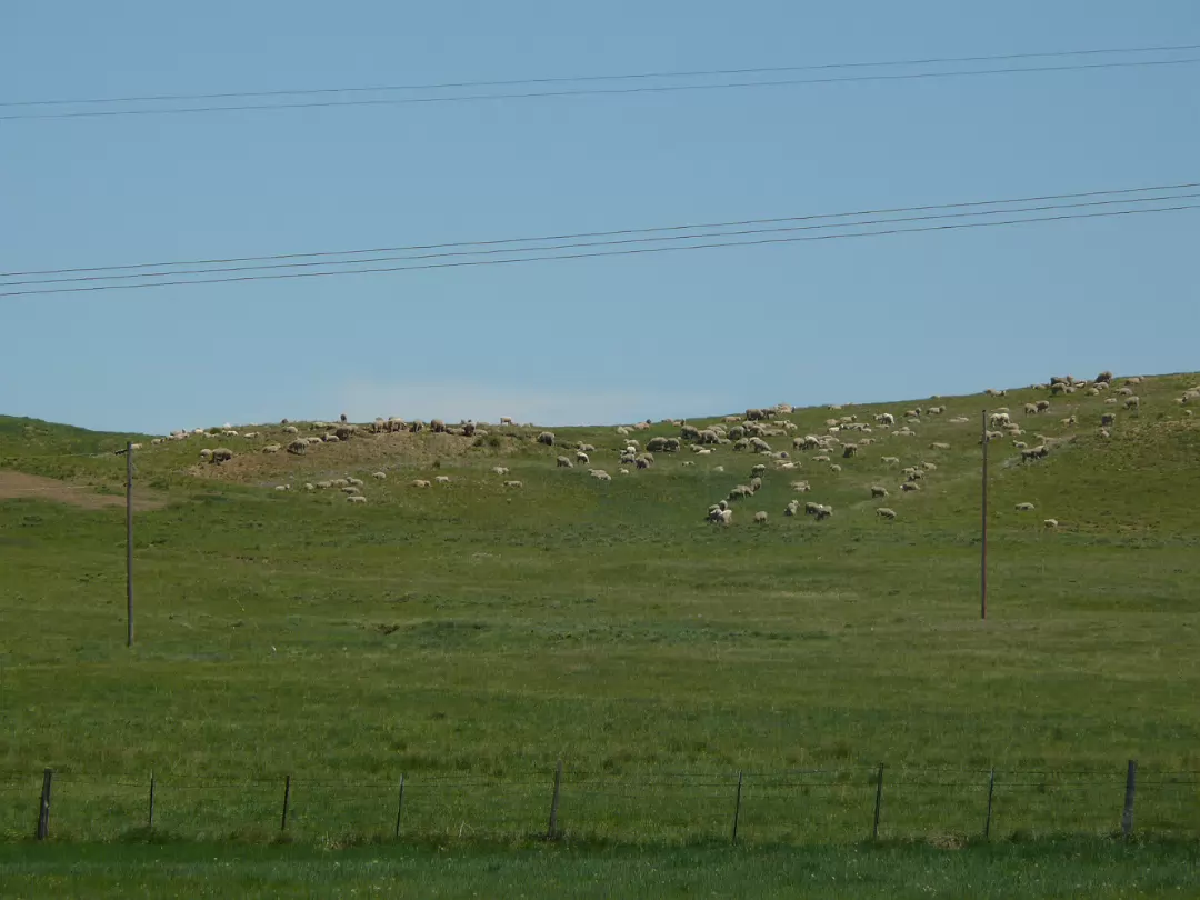 Custer-011