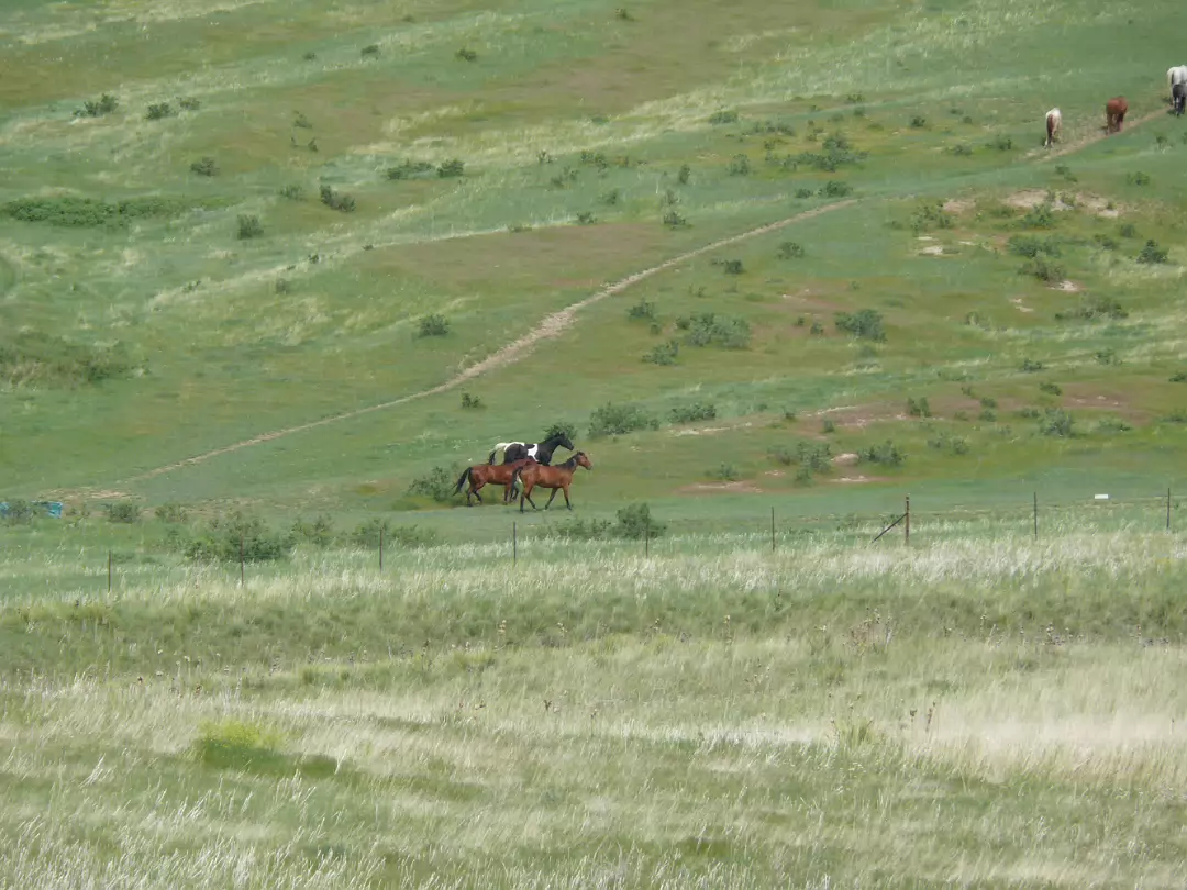 Custer-041