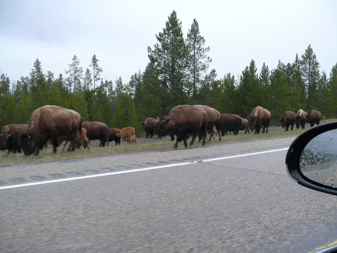 Yellowstone-002