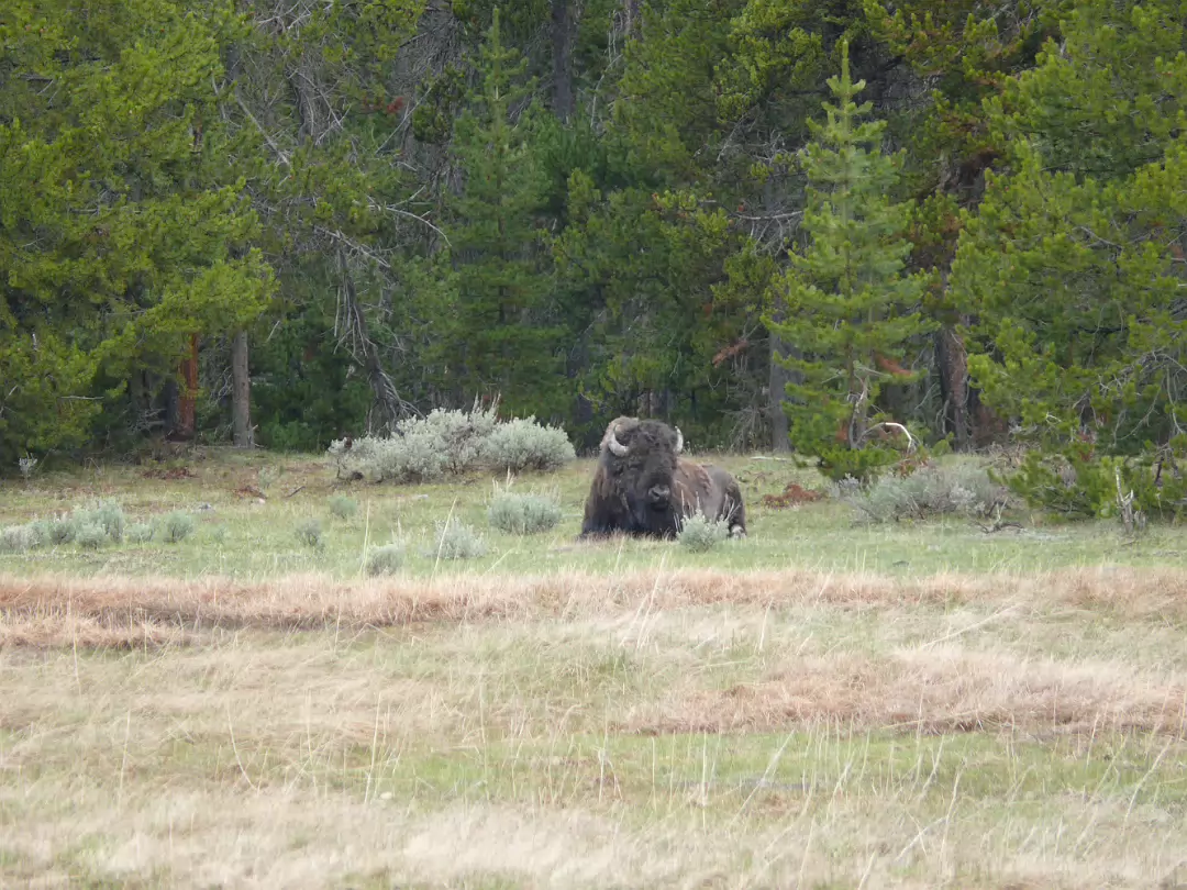 Yellowstone-035