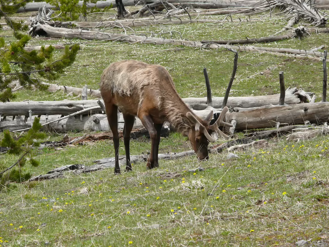 Yellowstone-140