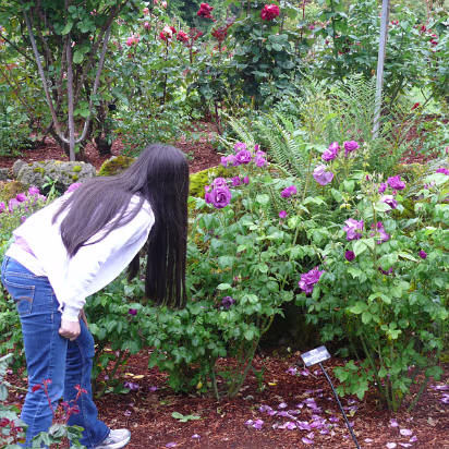 Area-020 Purple roses, quite rare.