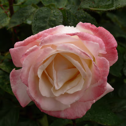 Area-025 Closeup of a fine example of a rose.