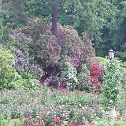 Area-033 Flowers all around.