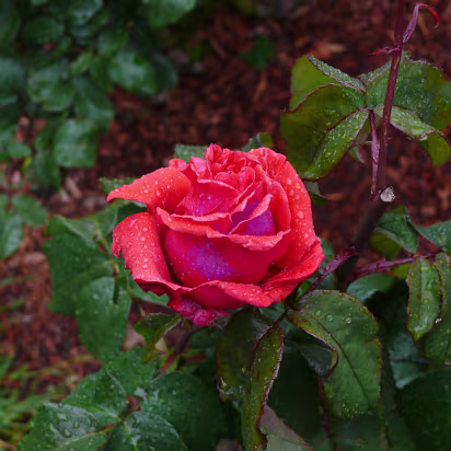 Area-034 This was the champion rose of 1988.