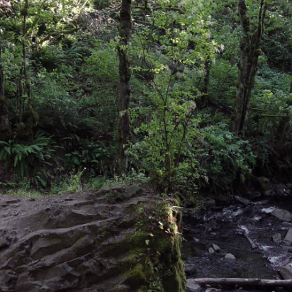 Oregon-029 Walking along the bank through the forest.
