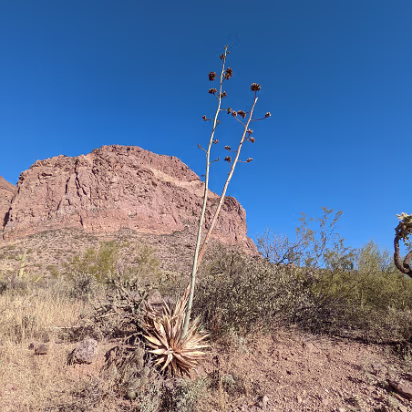 Southwest_2022-014 After a yucca flowers, it dies.