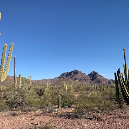 Southwest_2022-016 The park has all types of cacti, not just the organ pipe. This is a good example of the scenery.