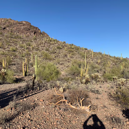 Southwest_2022-017 Organ pipe marching up the hillside.