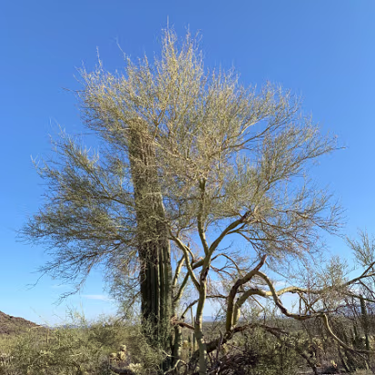 Southwest_2022-018 A palo verde tree. A nurse tree to the saguaro who are not able to handle the sun when they are young.