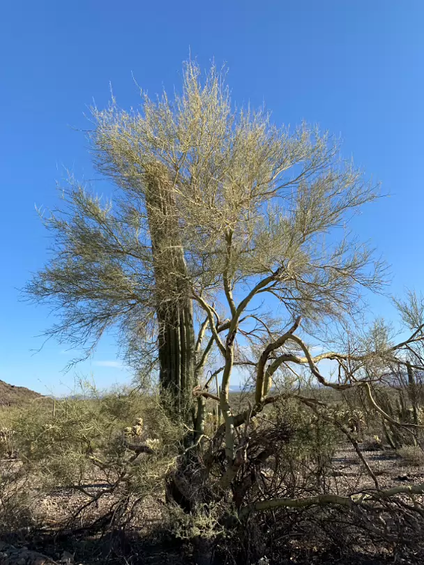 Southwest_2022-018