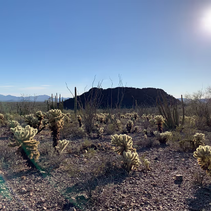 Southwest_2022-019 Teddy bear cholla. They look huggable, but you'd find yourself full of needles if you did.